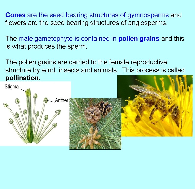 Cones are the seed bearing structures of gymnosperms and flowers are the seed bearing