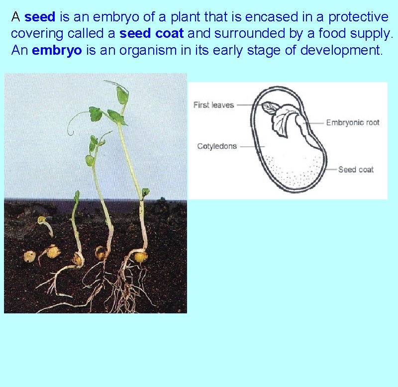 A seed is an embryo of a plant that is encased in a protective