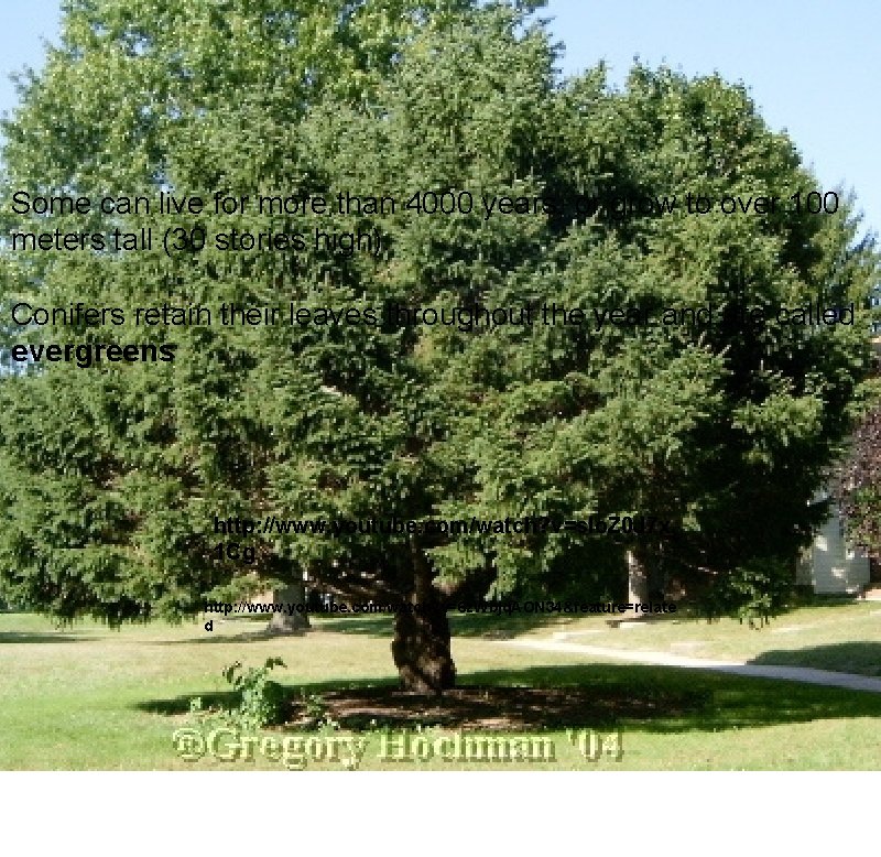 Some can live for more than 4000 years, or grow to over 100 meters