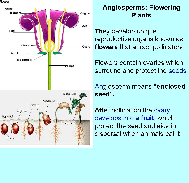 Angiosperms: Flowering Plants They develop unique reproductive organs known as flowers that attract pollinators.
