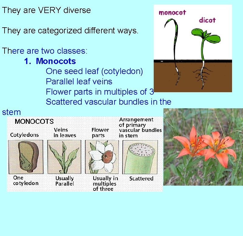 They are VERY diverse They are categorized different ways. There are two classes: 1.