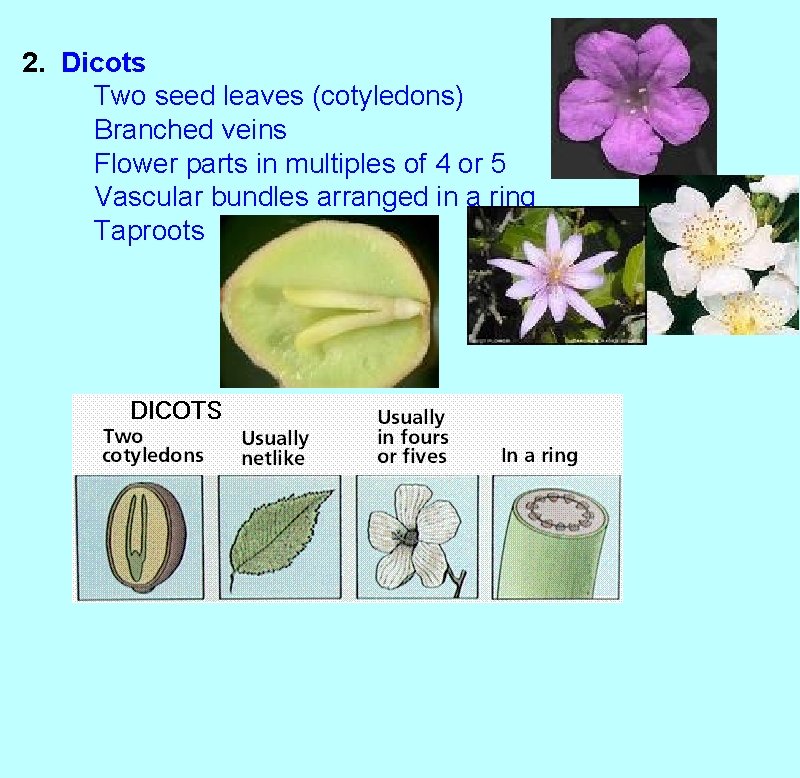 2. Dicots Two seed leaves (cotyledons) Branched veins Flower parts in multiples of 4