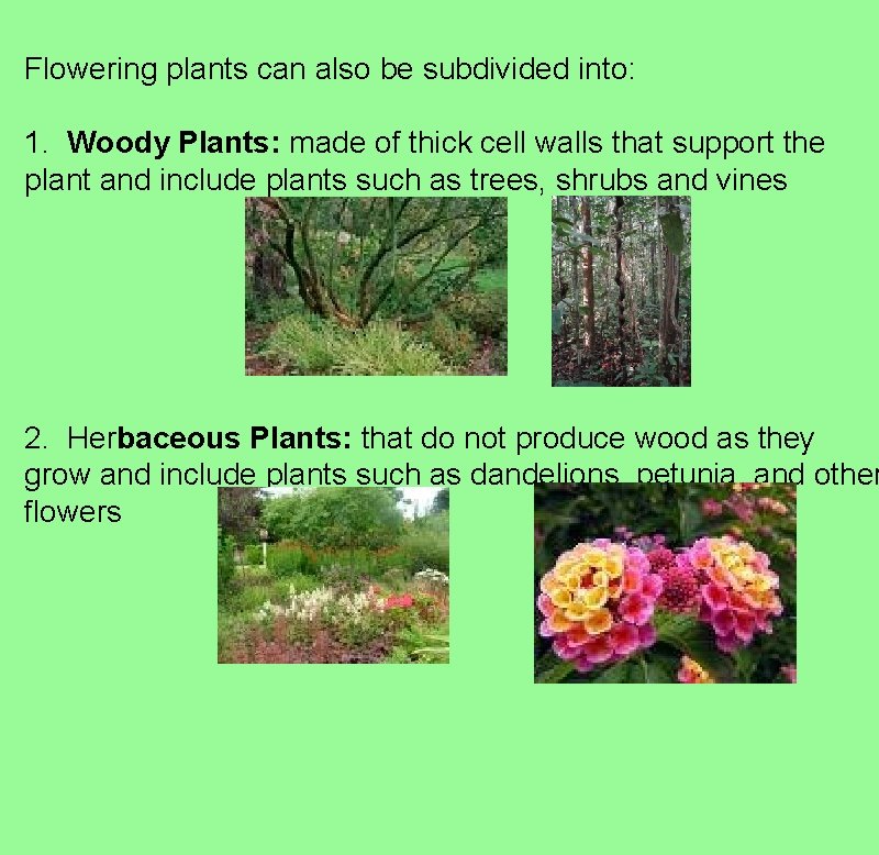 Flowering plants can also be subdivided into: 1. Woody Plants: made of thick cell