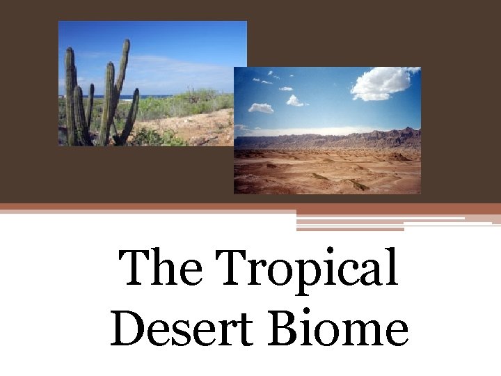 The Tropical Desert Biome 