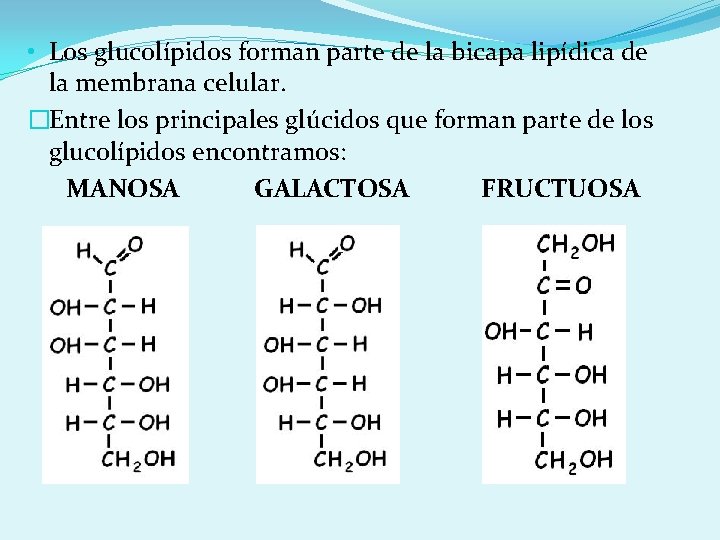  • Los glucolípidos forman parte de la bicapa lipídica de la membrana celular.