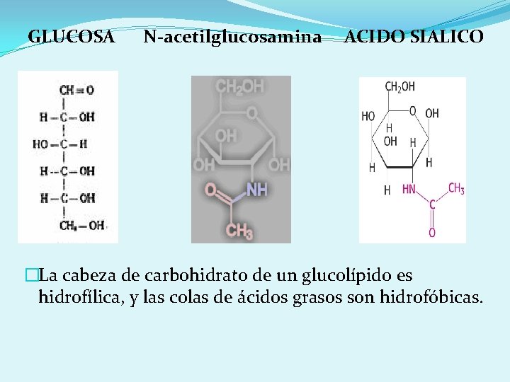 GLUCOSA N-acetilglucosamina ACIDO SIALICO �La cabeza de carbohidrato de un glucolípido es hidrofílica, y