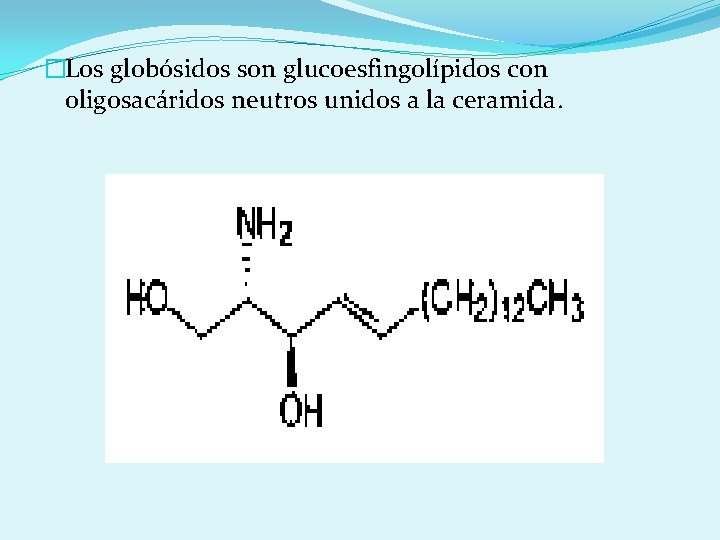 �Los globósidos son glucoesfingolípidos con oligosacáridos neutros unidos a la ceramida. 