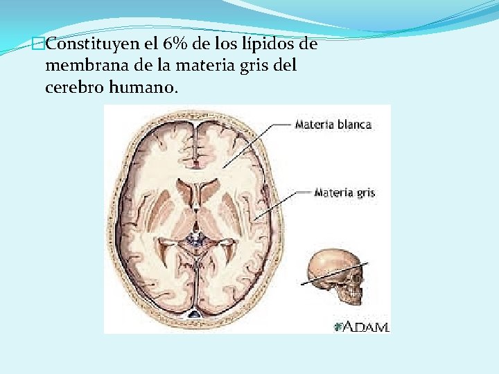 �Constituyen el 6% de los lípidos de membrana de la materia gris del cerebro