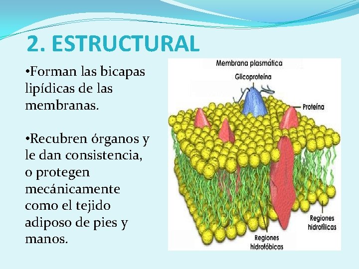 2. ESTRUCTURAL • Forman las bicapas lipídicas de las membranas. • Recubren órganos y
