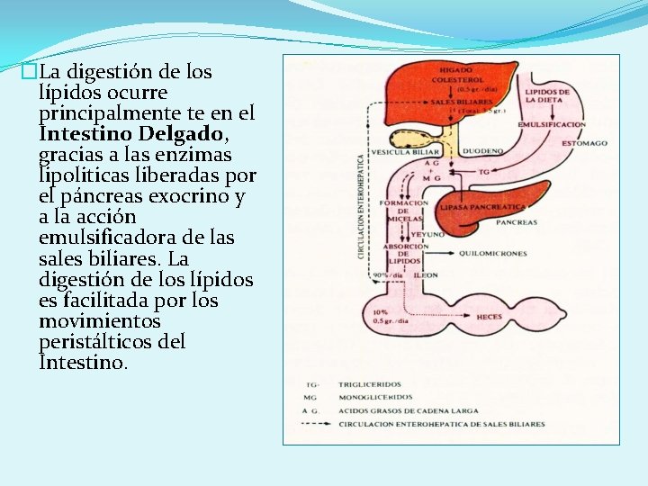 �La digestión de los lípidos ocurre principalmente te en el Intestino Delgado, gracias a