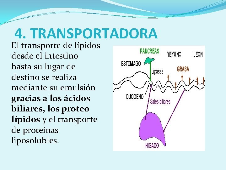 4. TRANSPORTADORA El transporte de lípidos desde el intestino hasta su lugar de destino