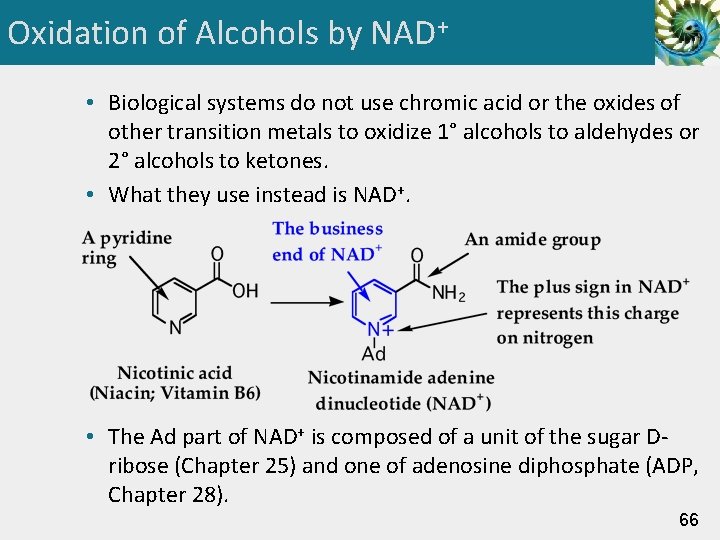 Oxidation of Alcohols by NAD+ • Biological systems do not use chromic acid or