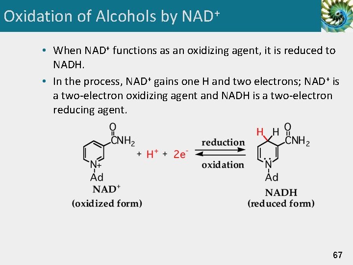 Oxidation of Alcohols by NAD+ • When NAD+ functions as an oxidizing agent, it