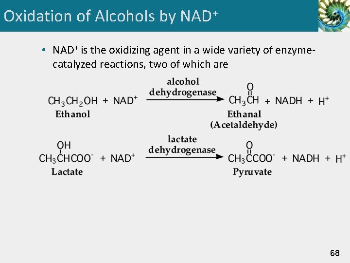 Oxidation of Alcohols by NAD+ • NAD+ is the oxidizing agent in a wide