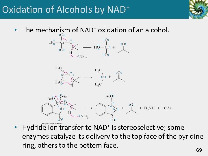 Oxidation of Alcohols by NAD+ • The mechanism of NAD+ oxidation of an alcohol.