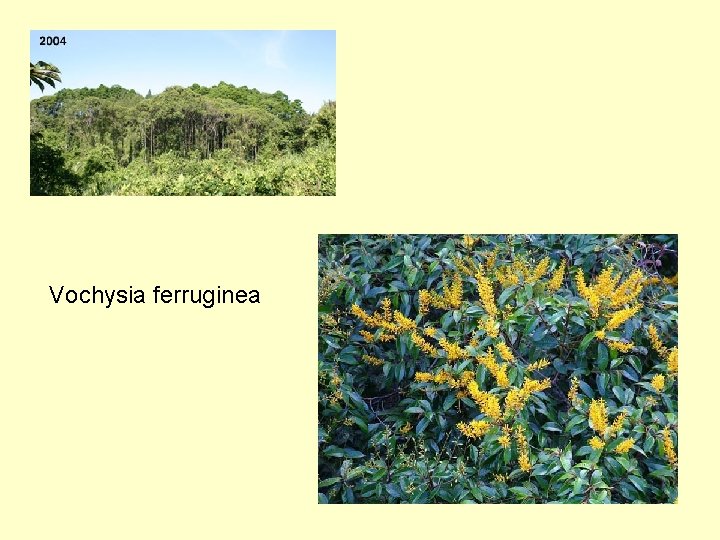 Vochysia ferruginea 
