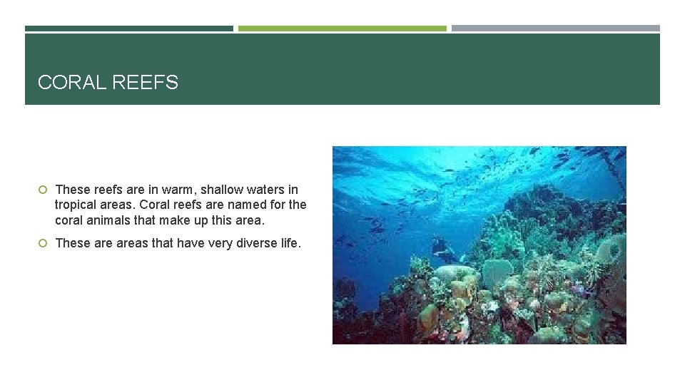 CORAL REEFS These reefs are in warm, shallow waters in tropical areas. Coral reefs