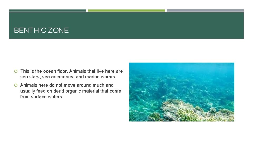 BENTHIC ZONE This is the ocean floor. Animals that live here are sea stars,