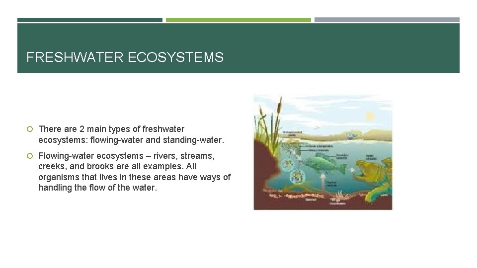 FRESHWATER ECOSYSTEMS There are 2 main types of freshwater ecosystems: flowing-water and standing-water. Flowing-water