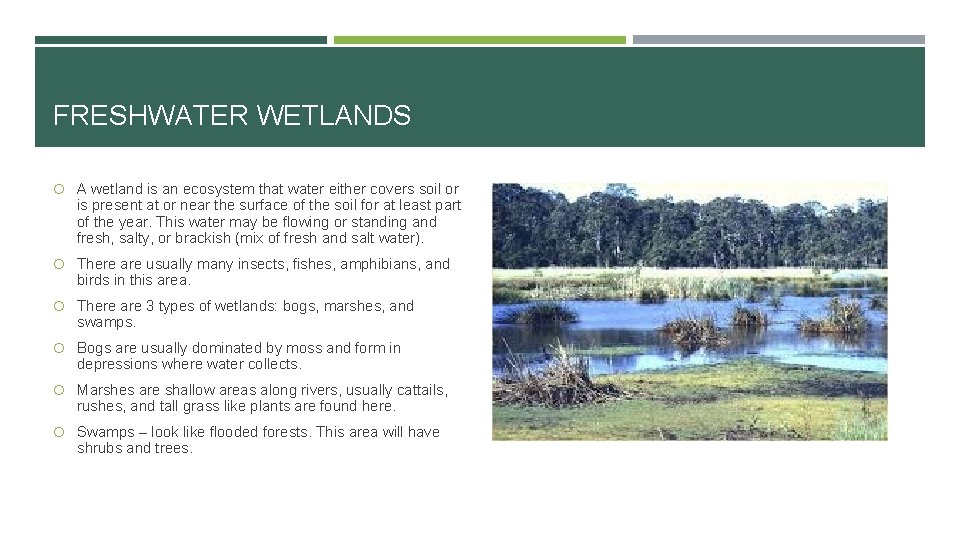 FRESHWATER WETLANDS A wetland is an ecosystem that water either covers soil or is