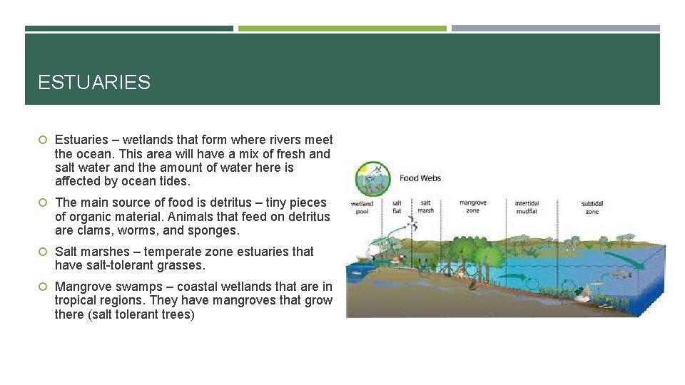 ESTUARIES Estuaries – wetlands that form where rivers meet the ocean. This area will