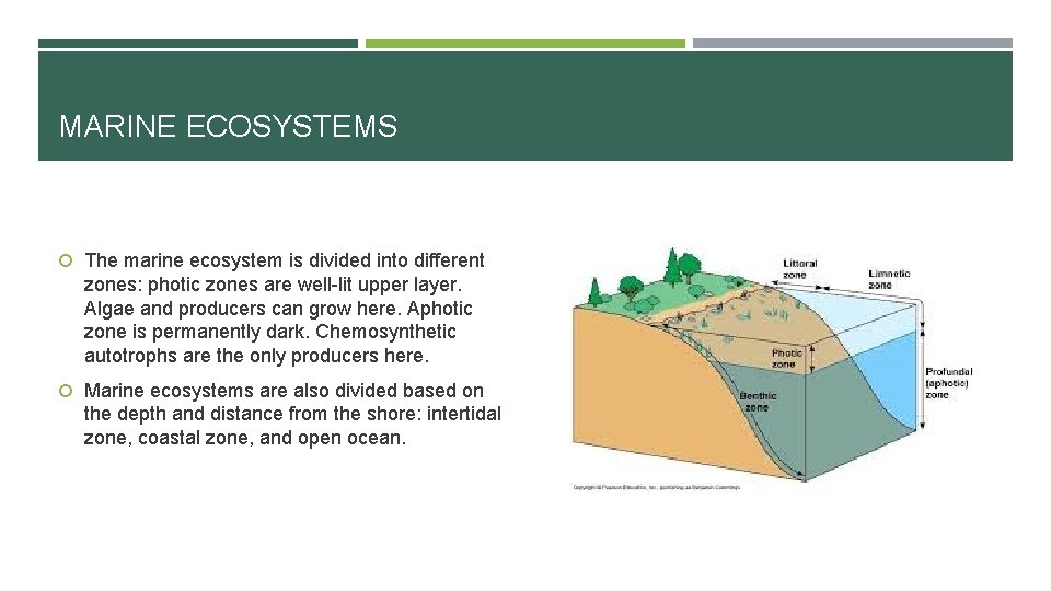 MARINE ECOSYSTEMS The marine ecosystem is divided into different zones: photic zones are well-lit