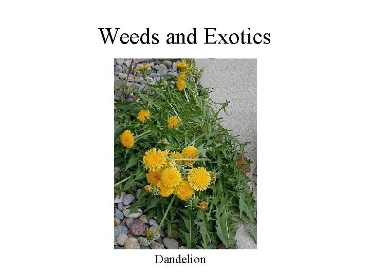 Weeds and Exotics Dandelion 