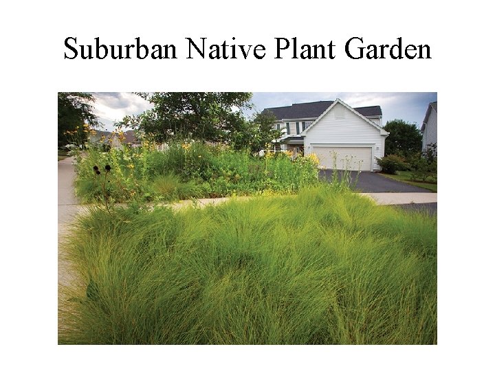 Suburban Native Plant Garden 