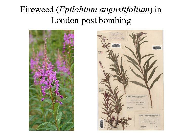 Fireweed (Epilobium angustifolium) in London post bombing 