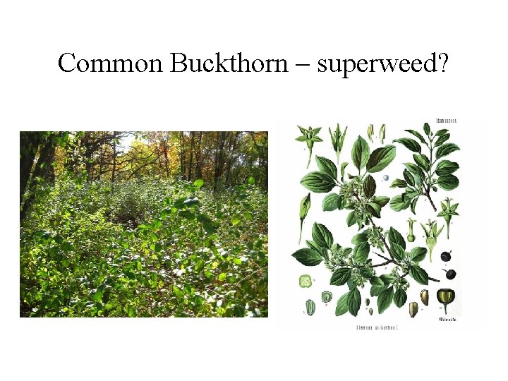 Common Buckthorn – superweed? 