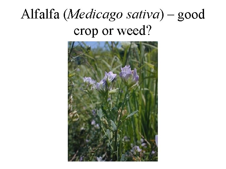 Alfalfa (Medicago sativa) – good crop or weed? 