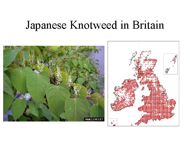 Japanese Knotweed in Britain 