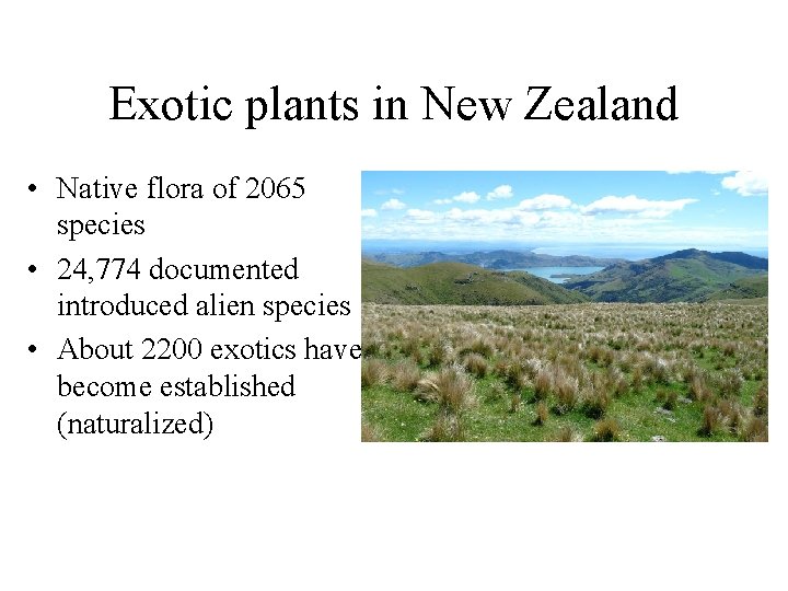 Exotic plants in New Zealand • Native flora of 2065 species • 24, 774