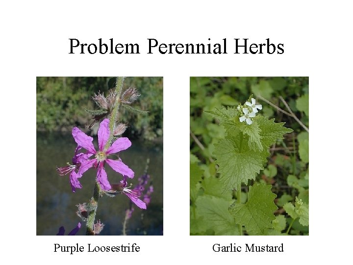 Problem Perennial Herbs Purple Loosestrife Garlic Mustard 