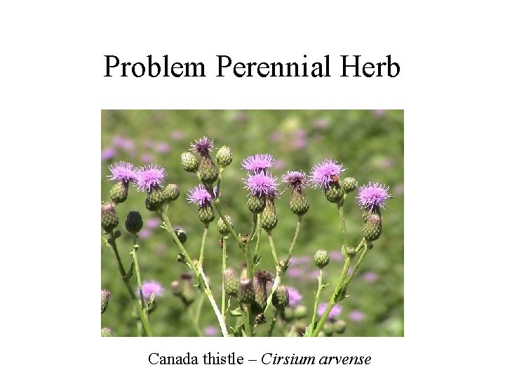 Problem Perennial Herb Canada thistle – Cirsium arvense 