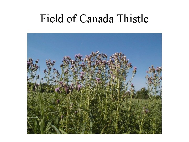 Field of Canada Thistle 
