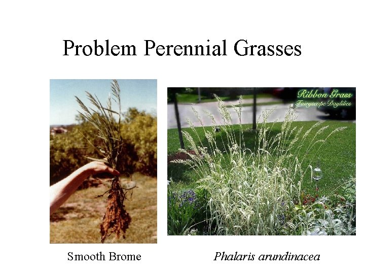 Problem Perennial Grasses Smooth Brome Phalaris arundinacea 