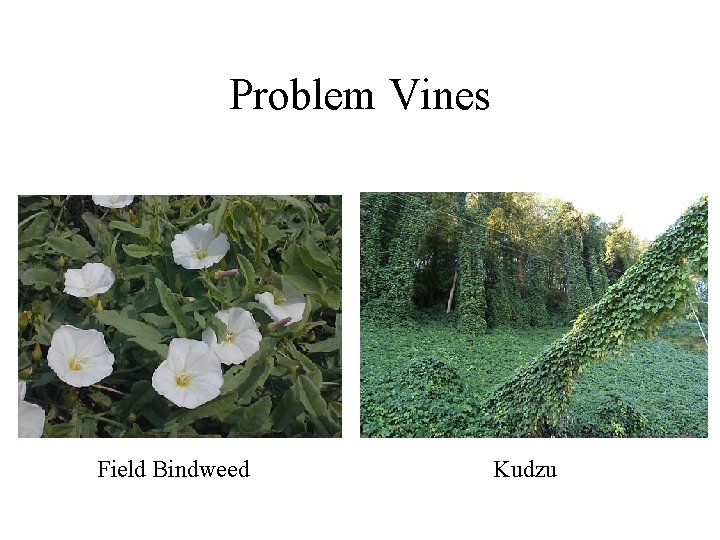 Problem Vines Field Bindweed Kudzu 
