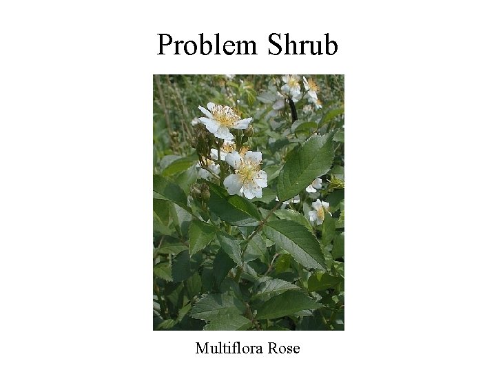 Problem Shrub Multiflora Rose 