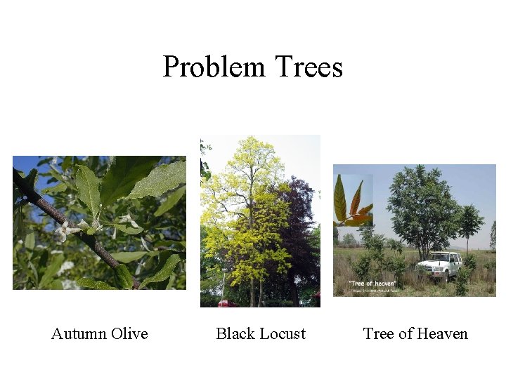 Problem Trees Autumn Olive Black Locust Tree of Heaven 