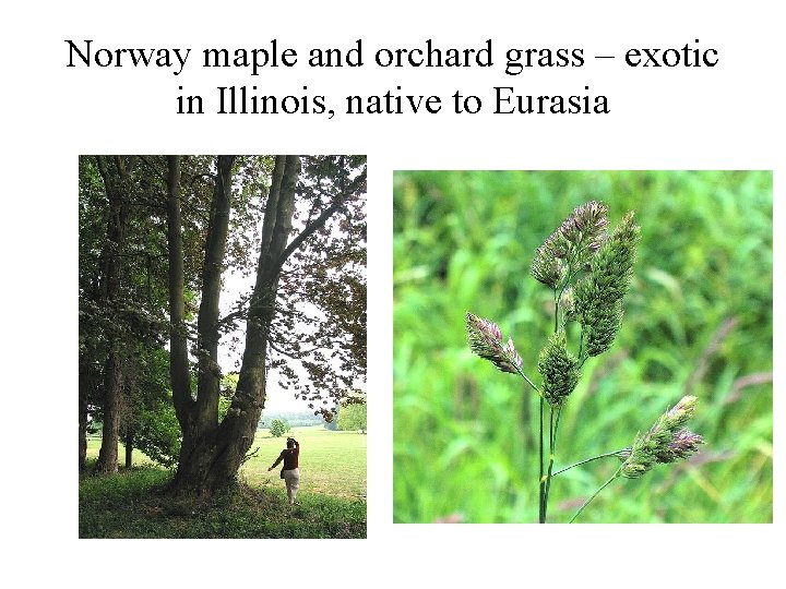 Norway maple and orchard grass – exotic in Illinois, native to Eurasia 
