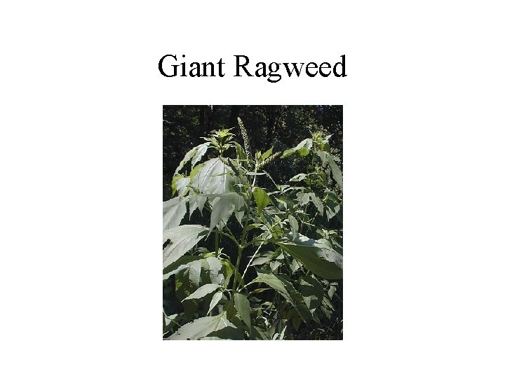 Giant Ragweed 