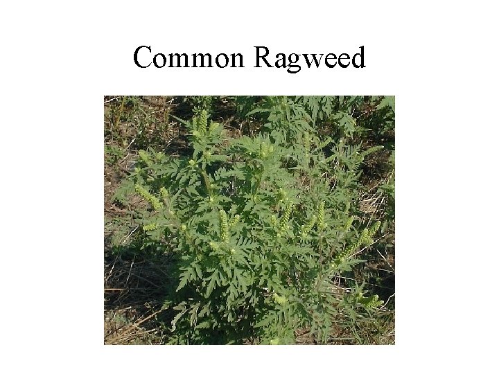 Common Ragweed 
