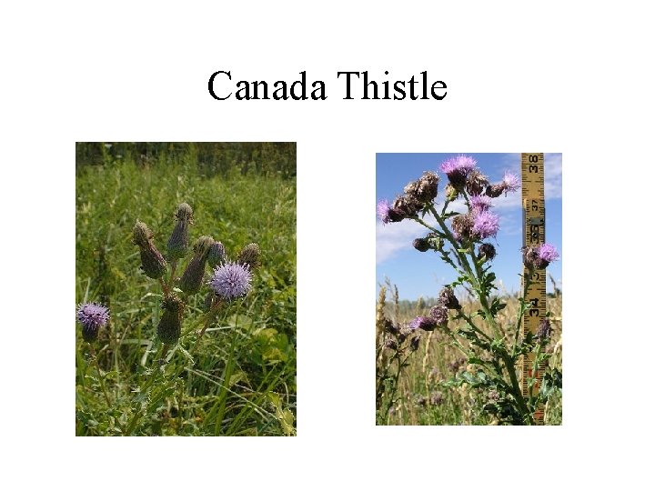 Canada Thistle 