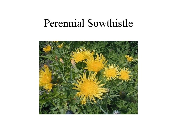 Perennial Sowthistle 