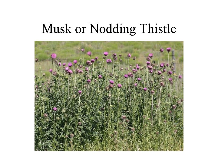 Musk or Nodding Thistle 