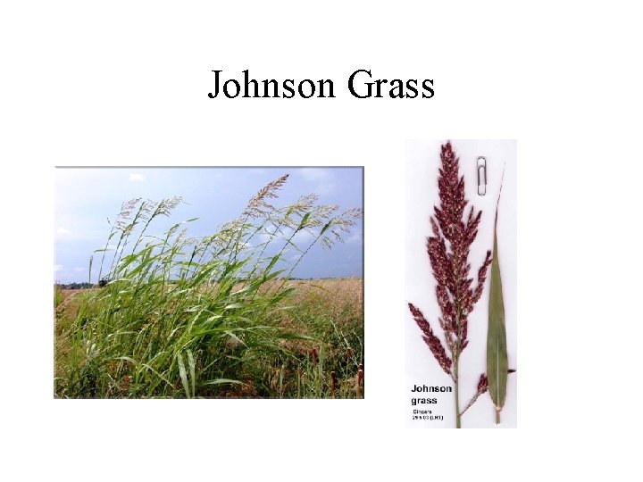 Johnson Grass 
