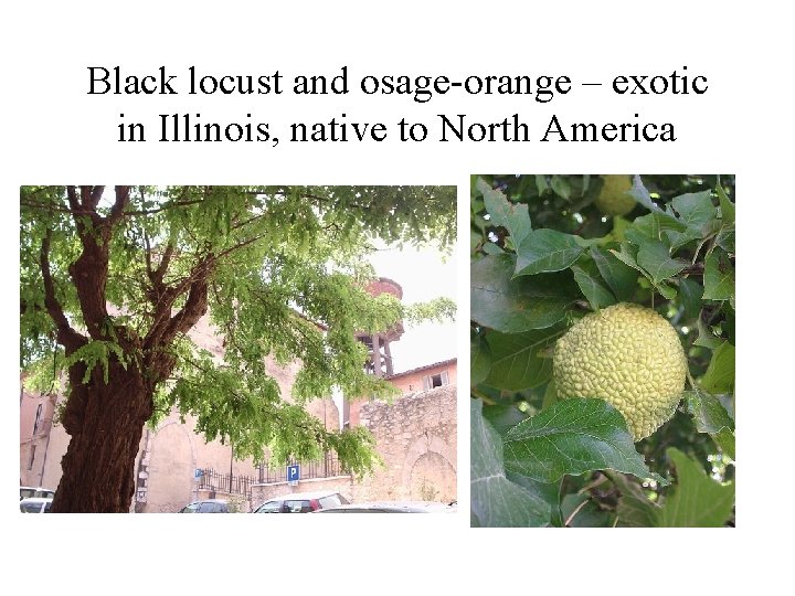 Black locust and osage-orange – exotic in Illinois, native to North America 