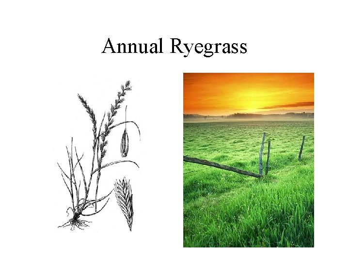 Annual Ryegrass 