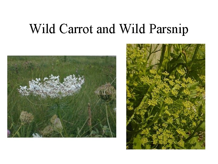 Wild Carrot and Wild Parsnip 